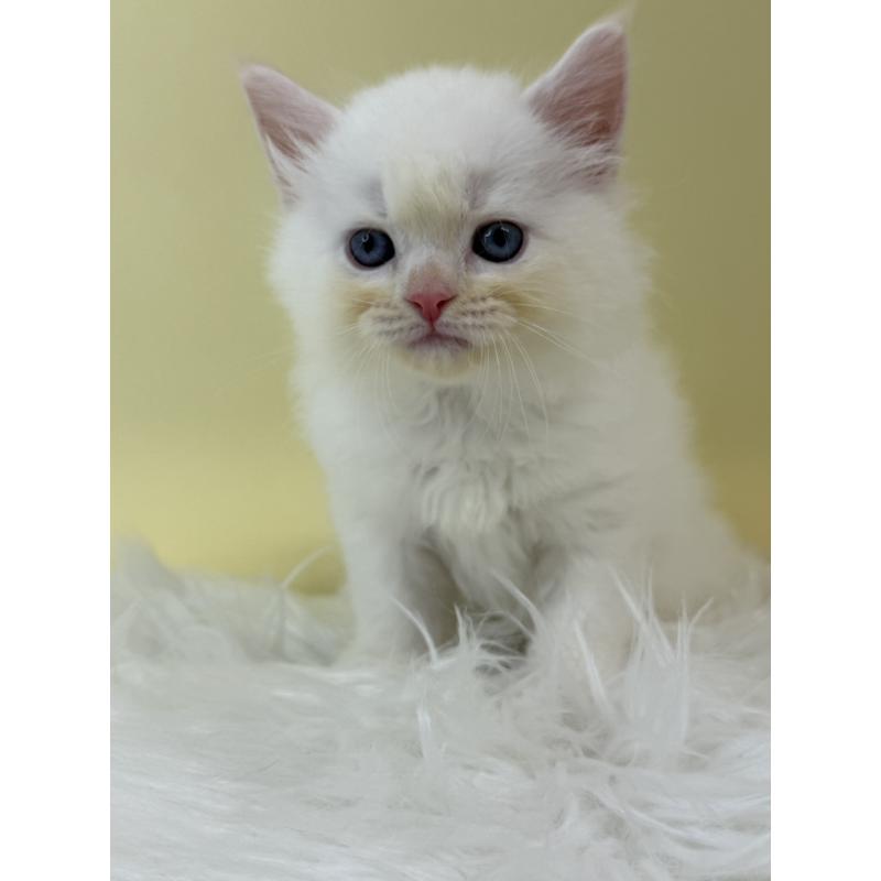 販売中の埼玉県のネヴァマスカレード-132168の4枚目