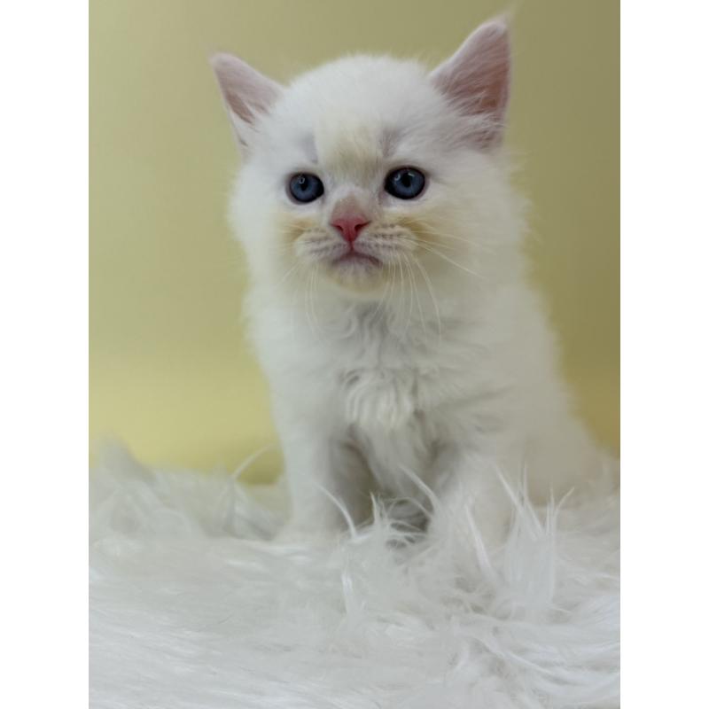 販売中の埼玉県のネヴァマスカレード-132168の3枚目