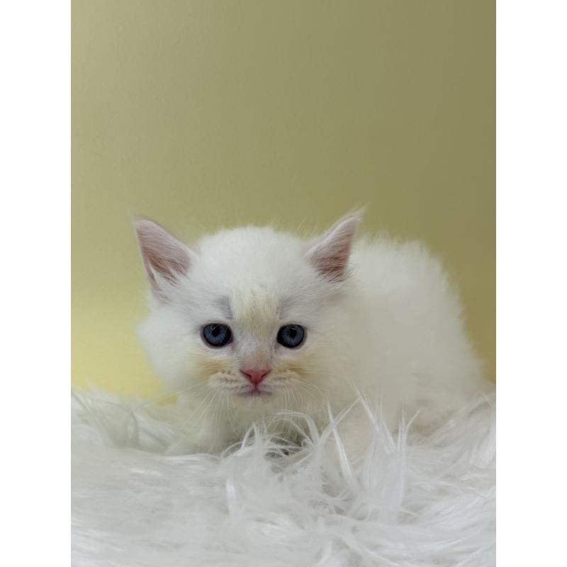 販売中の埼玉県のネヴァマスカレード-132168の2枚目