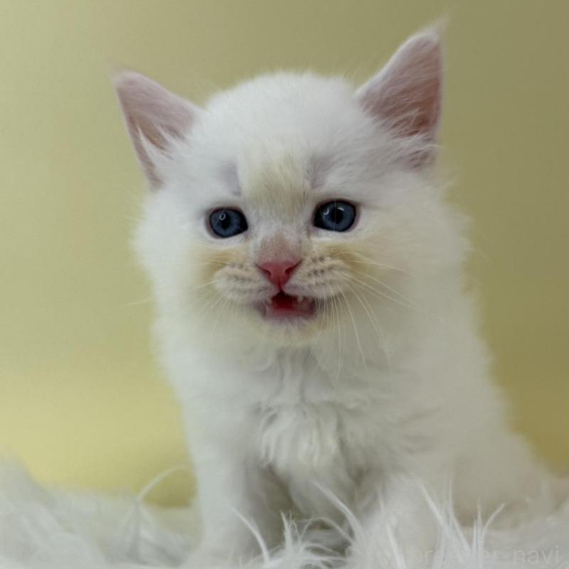 販売中の埼玉県のネヴァマスカレード-132168の1枚目