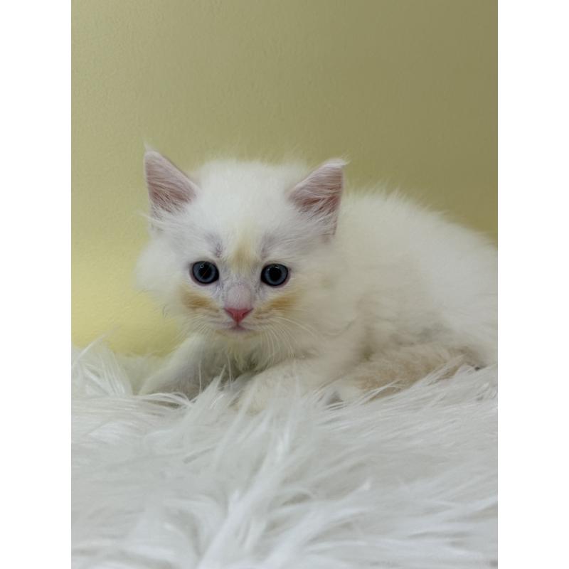 販売中の埼玉県のネヴァマスカレード-132169の4枚目