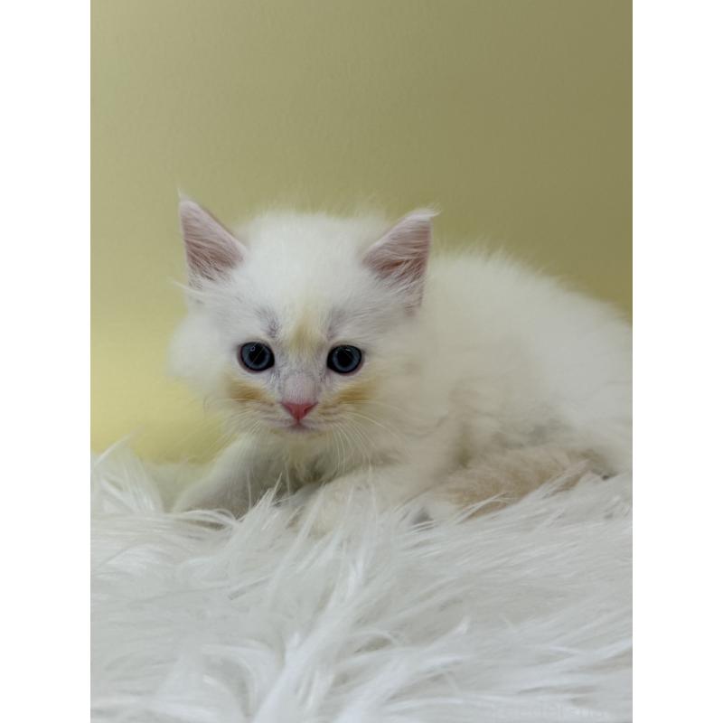 販売中の埼玉県のネヴァマスカレード-132169の3枚目