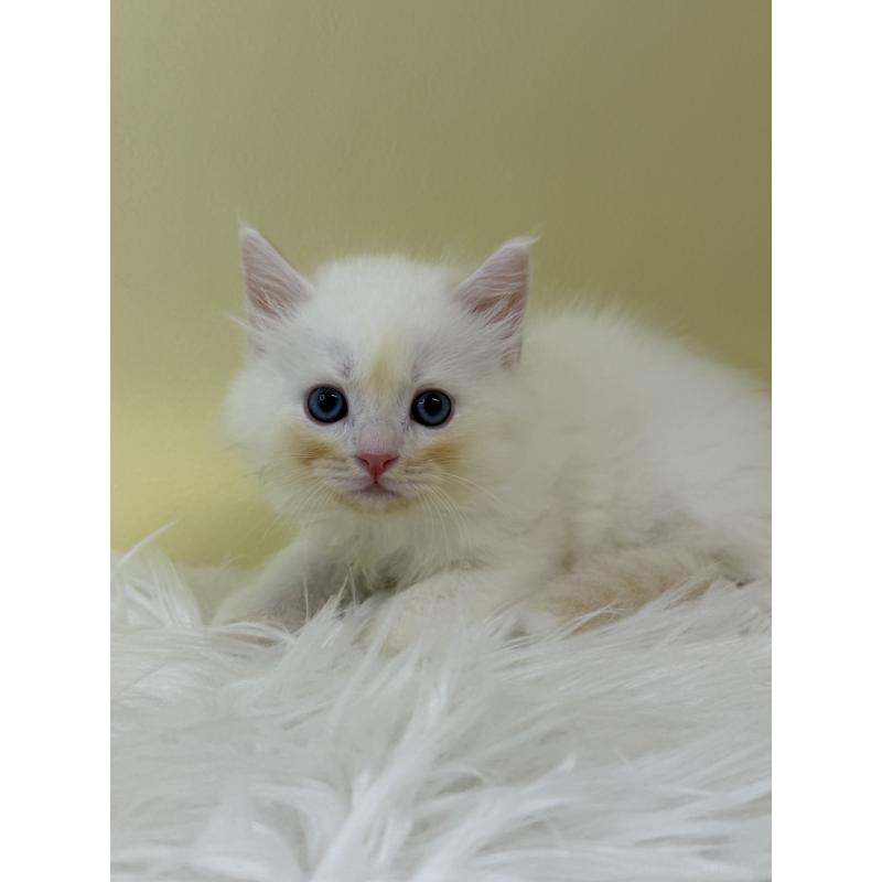 販売中の埼玉県のネヴァマスカレード-132169の2枚目