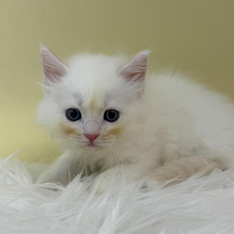 販売中の埼玉県のネヴァマスカレード-132169の1枚目