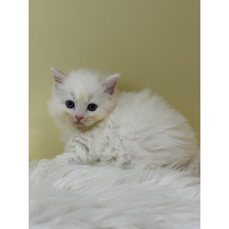 販売中の埼玉県のネヴァマスカレード-132170の4枚目