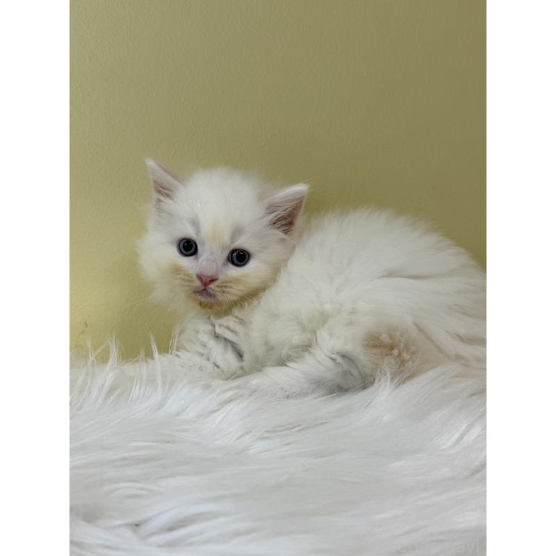 販売中の埼玉県のネヴァマスカレード-132170の3枚目