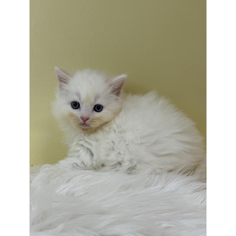 販売中の埼玉県のネヴァマスカレード-132170の2枚目