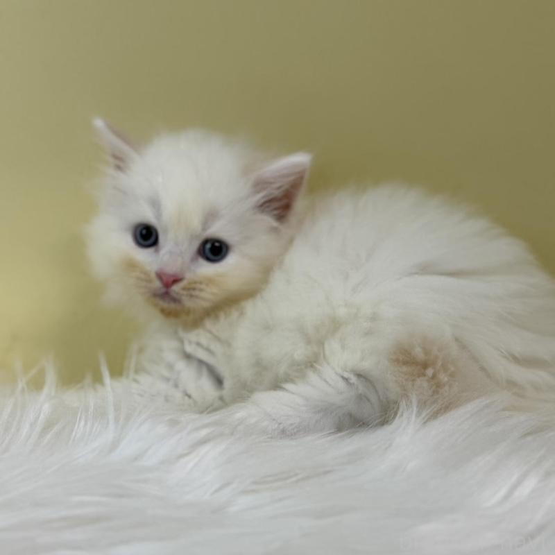 販売中の埼玉県のネヴァマスカレード-132170の1枚目