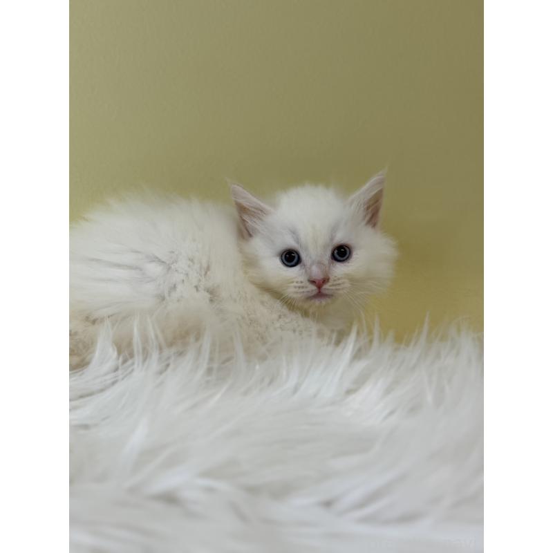 販売中の埼玉県のネヴァマスカレード-132171の4枚目