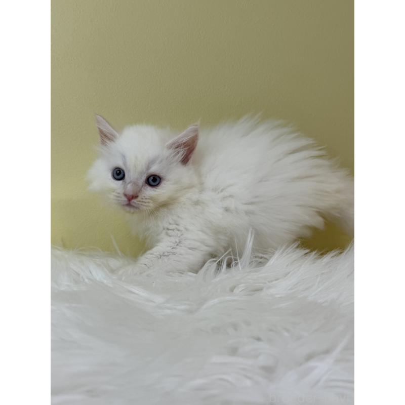 販売中の埼玉県のネヴァマスカレード-132171の3枚目