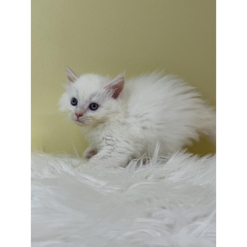 販売中の埼玉県のネヴァマスカレード-132171の2枚目