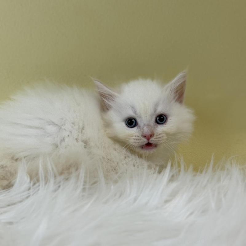 販売中の埼玉県のネヴァマスカレード-132171の1枚目