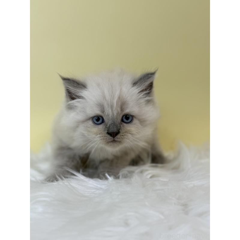 販売中の埼玉県のネヴァマスカレード-132172の4枚目