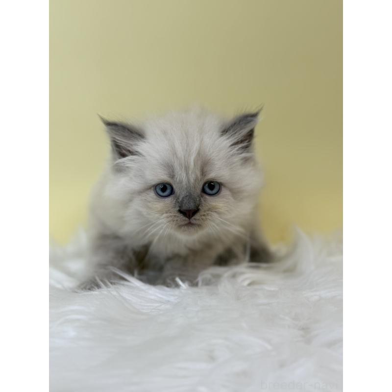 販売中の埼玉県のネヴァマスカレード-132172の3枚目