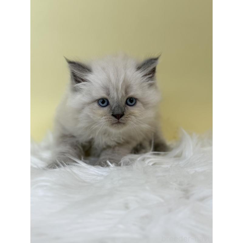 販売中の埼玉県のネヴァマスカレード-132172の2枚目