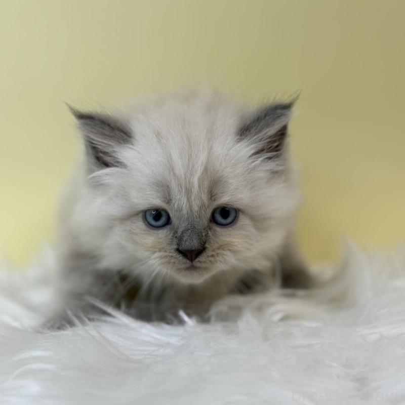 販売中の埼玉県のネヴァマスカレード-132172の1枚目