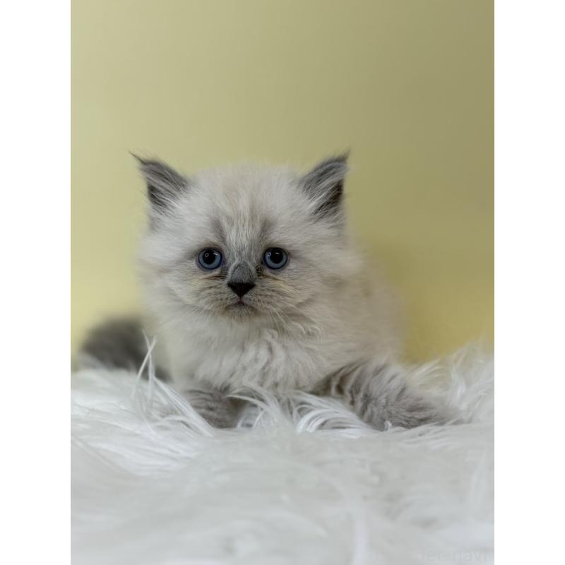 販売中の埼玉県のネヴァマスカレード-132173の4枚目