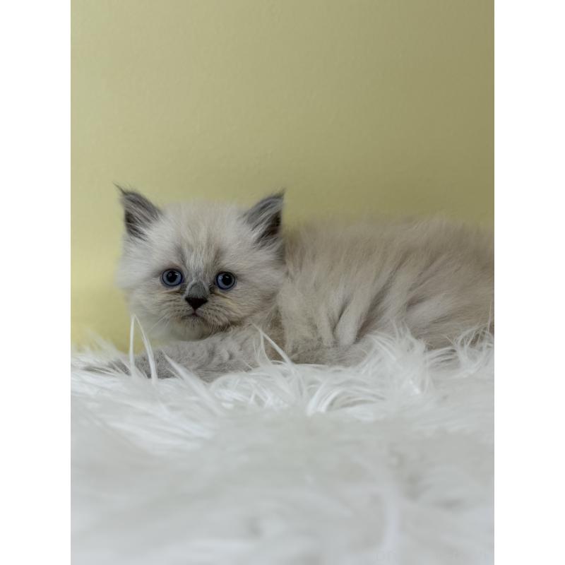 販売中の埼玉県のネヴァマスカレード-132173の3枚目