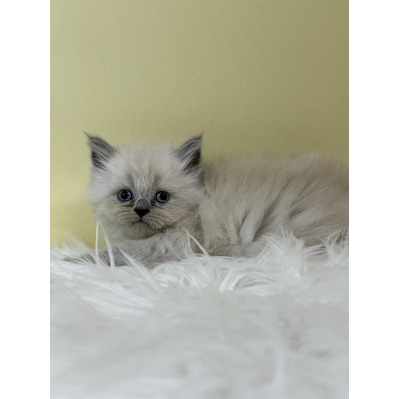 販売中の埼玉県のネヴァマスカレード-132173の2枚目