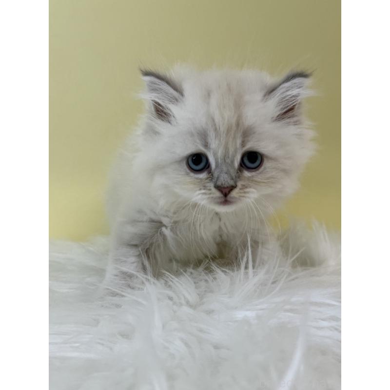 販売中の埼玉県のネヴァマスカレード-132174の3枚目