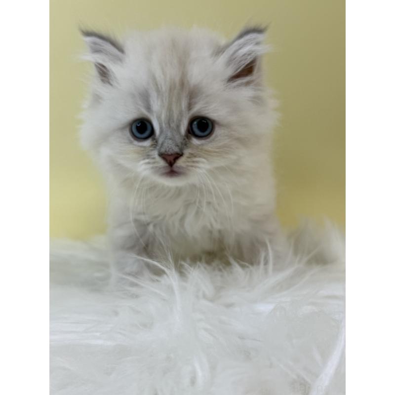 販売中の埼玉県のネヴァマスカレード-132174の2枚目