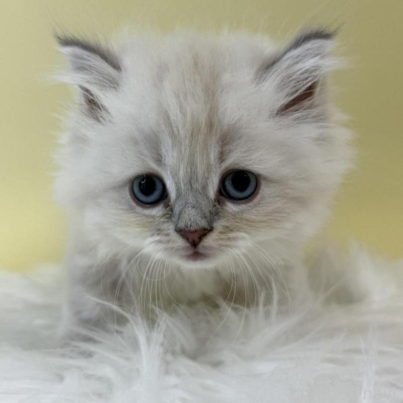 販売中の埼玉県のネヴァマスカレード-132174の1枚目