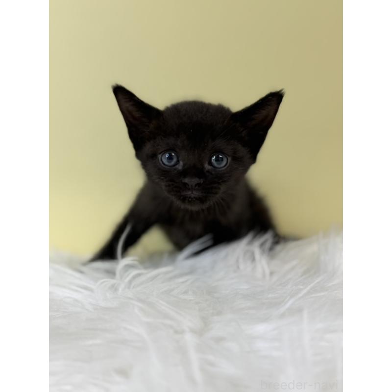 販売中の埼玉県のボンベイ-132175の4枚目