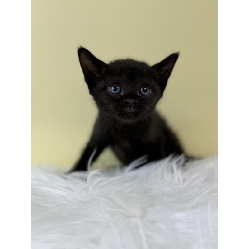 販売中の埼玉県のボンベイ-132175の3枚目