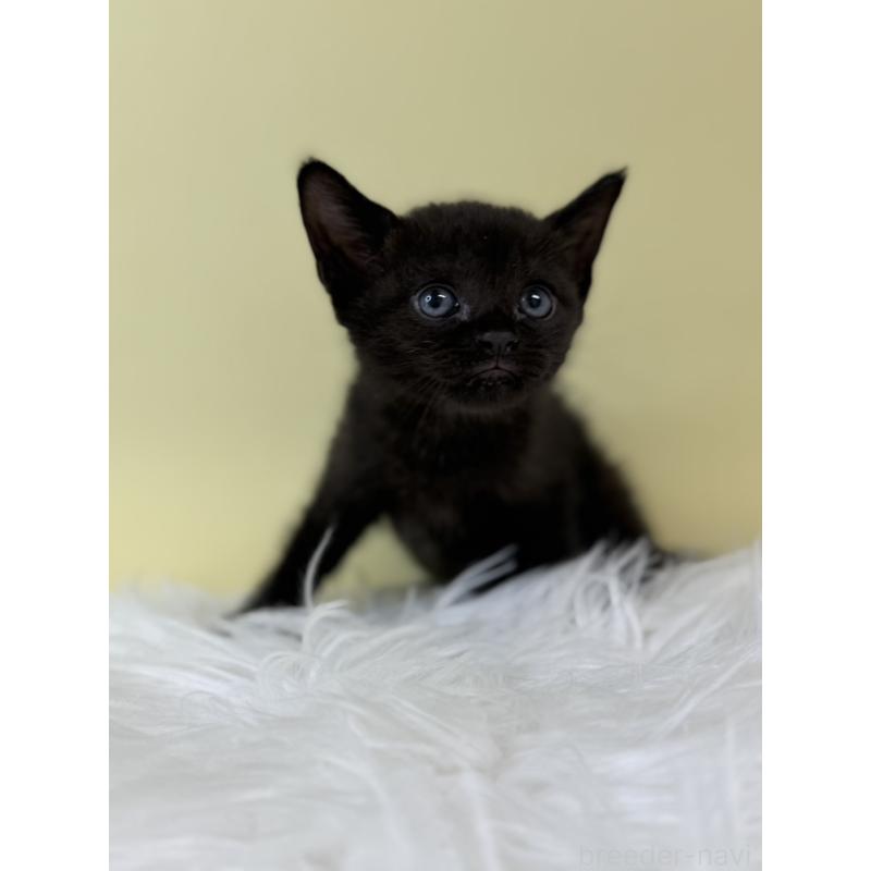 販売中の埼玉県のボンベイ-132175の2枚目