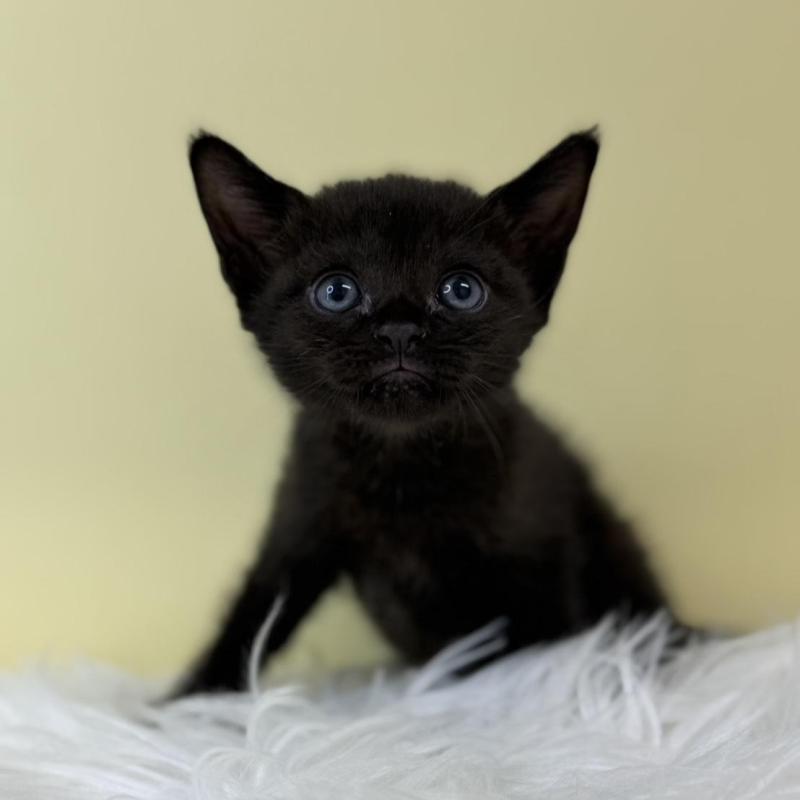 販売中の埼玉県のボンベイ-132175の1枚目