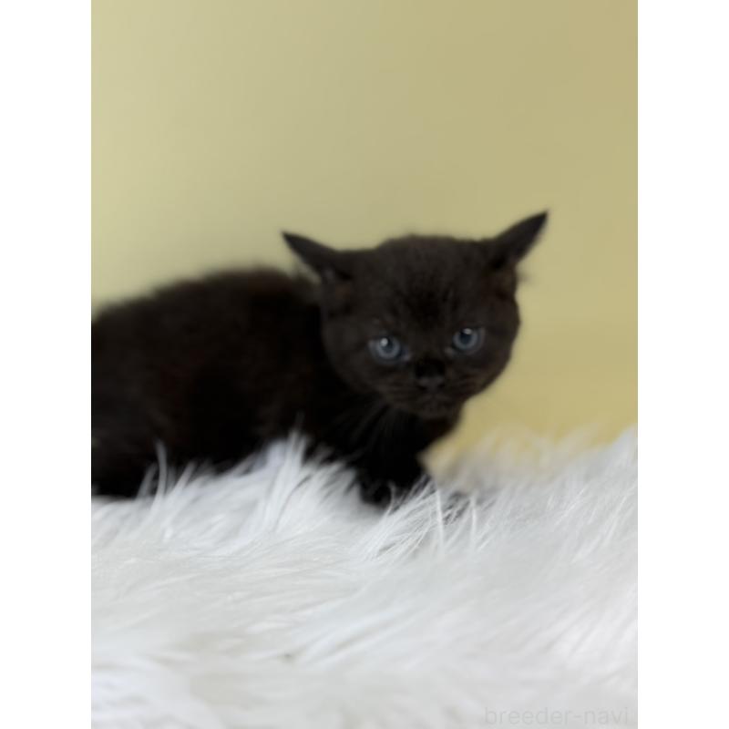 販売中の埼玉県のボンベイ-132176の4枚目