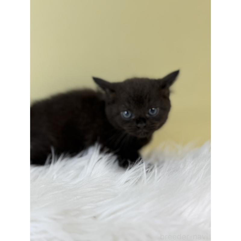 販売中の埼玉県のボンベイ-132176の3枚目