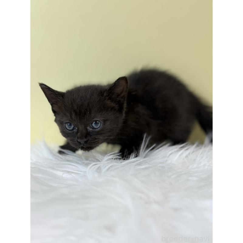 販売中の埼玉県のボンベイ-132177の4枚目