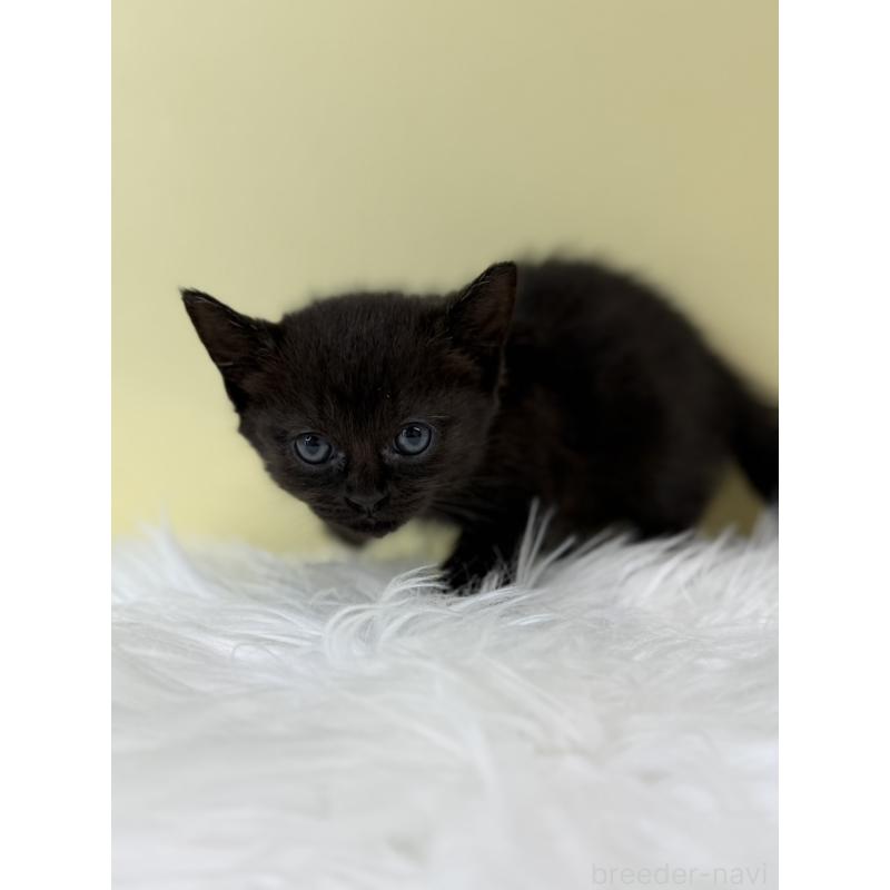 販売中の埼玉県のボンベイ-132177の3枚目