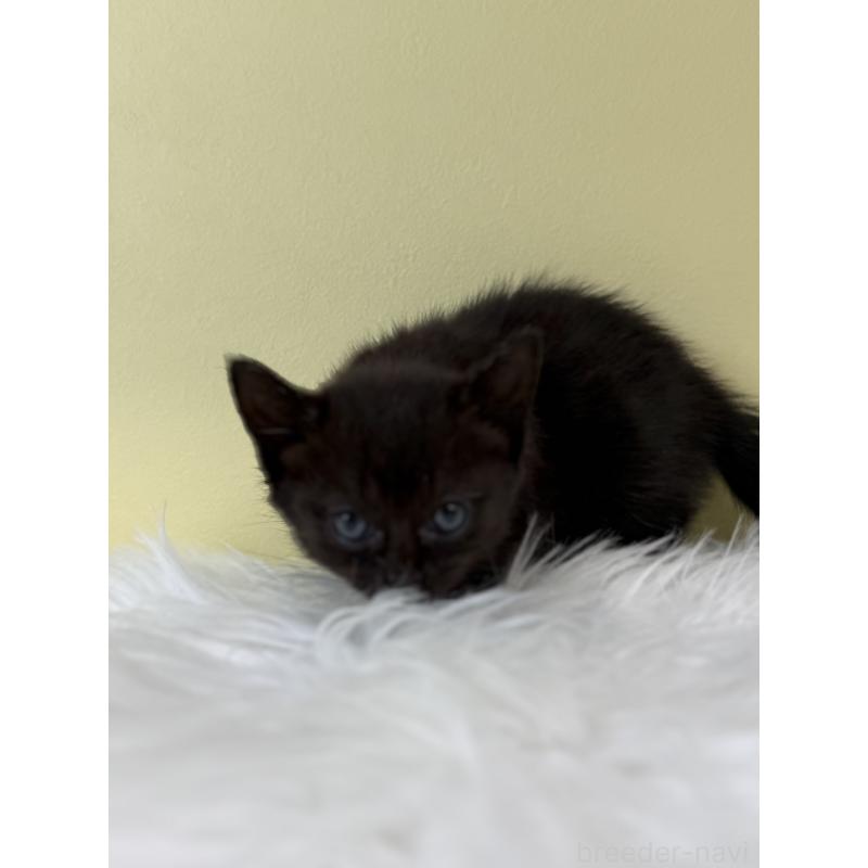 販売中の埼玉県のボンベイ-132177の2枚目