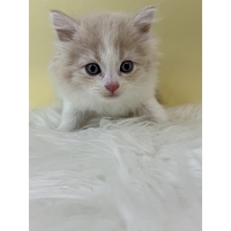 販売中の埼玉県のサイベリアン-132178の4枚目