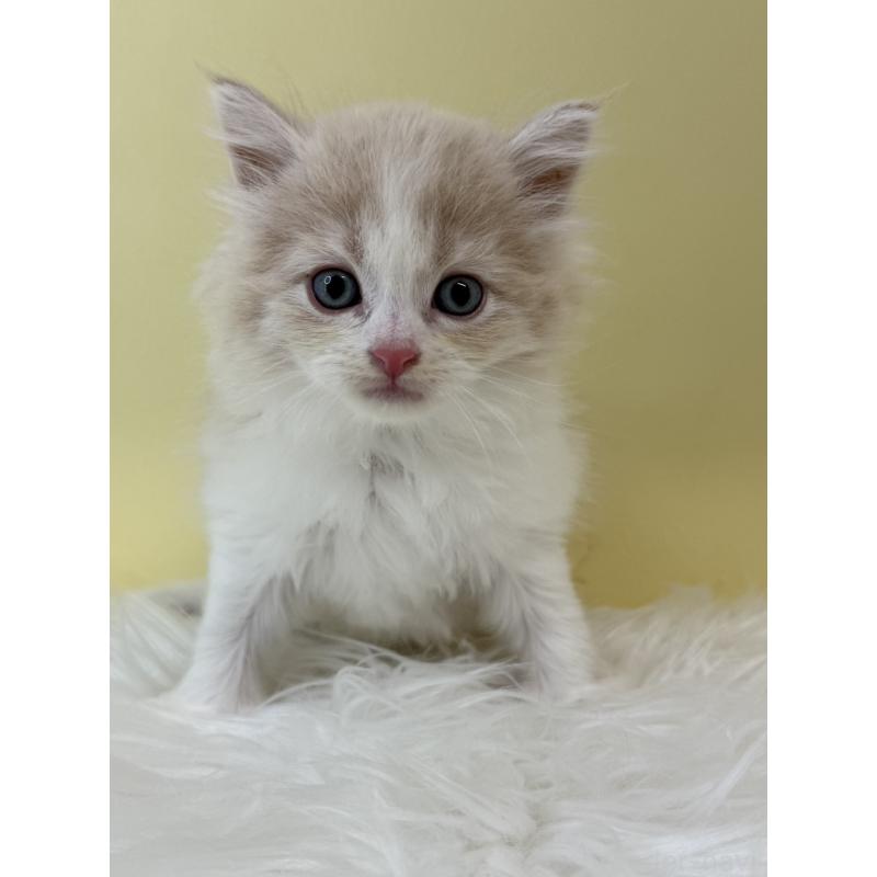 販売中の埼玉県のサイベリアン-132178の3枚目