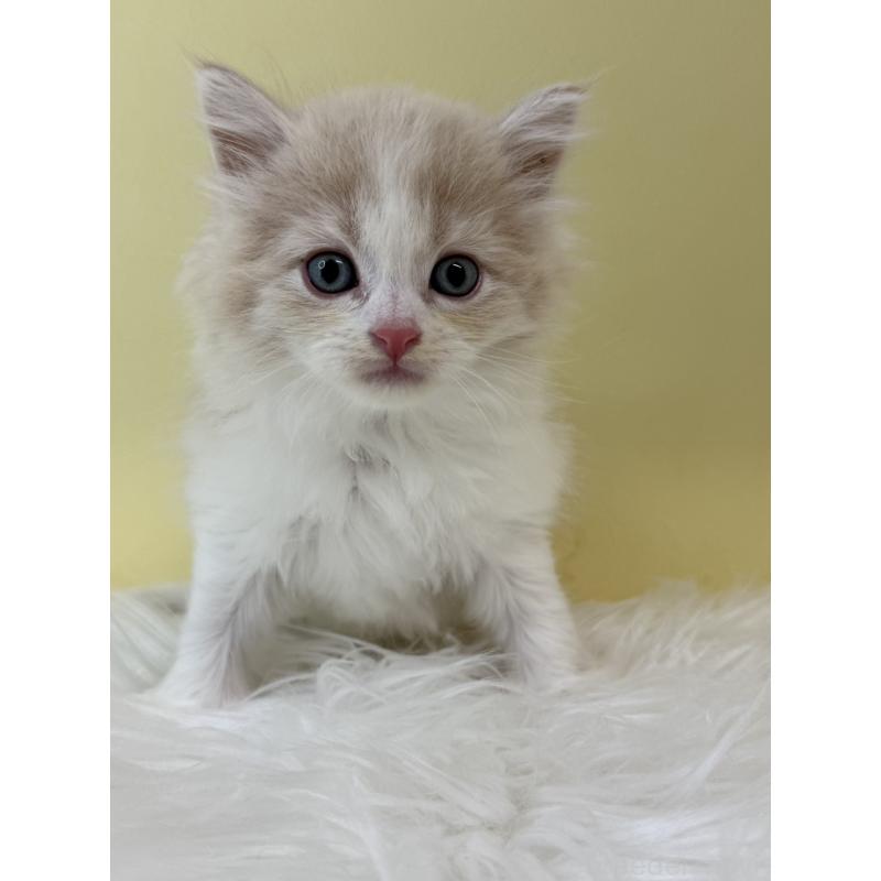 販売中の埼玉県のサイベリアン-132178の2枚目