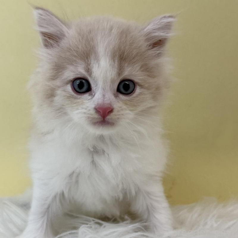 販売中の埼玉県のサイベリアン-132178の1枚目