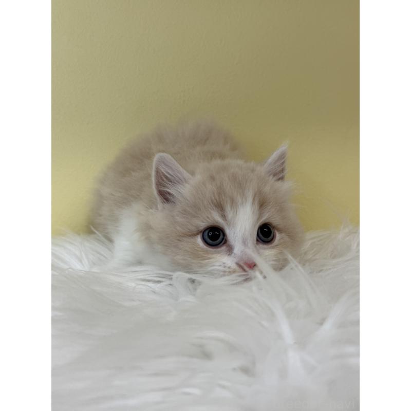 販売中の埼玉県のサイベリアン-132179の3枚目