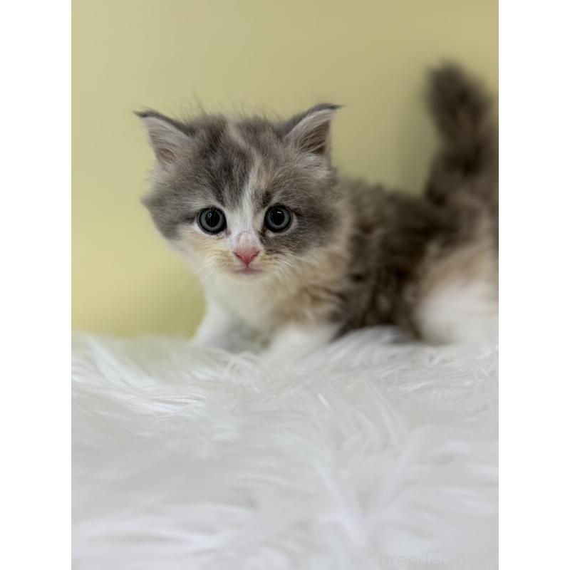 販売中の埼玉県のサイベリアン-132180の4枚目