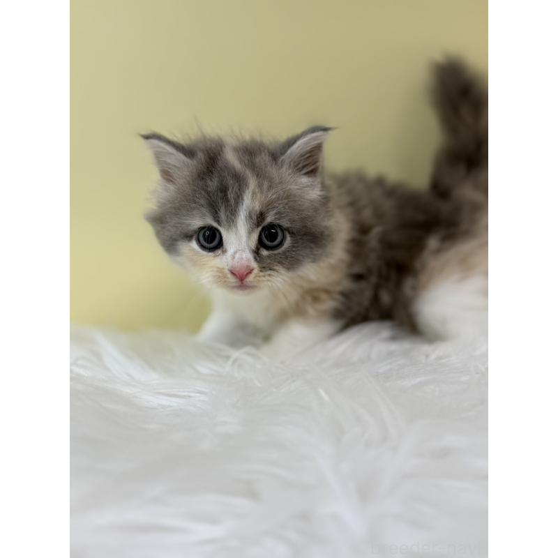 販売中の埼玉県のサイベリアン-132180の3枚目