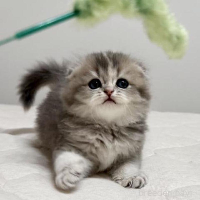 販売中の福岡県のスコティッシュフォールド(折れ耳)-132723の6枚目