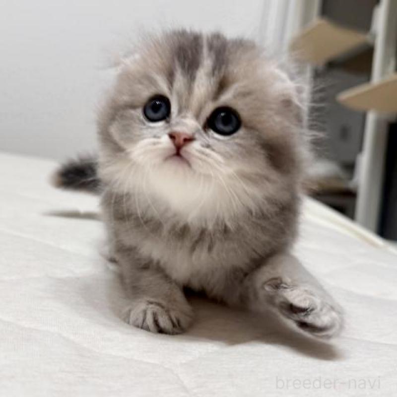 販売中の福岡県のスコティッシュフォールド(折れ耳)-132723の1枚目