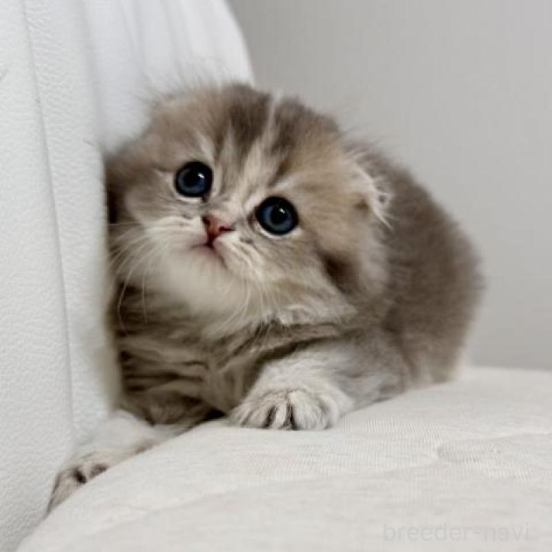 販売中の福岡県のスコティッシュフォールド(折れ耳)-132723の5枚目