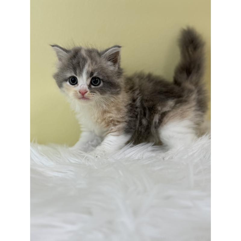 販売中の埼玉県のサイベリアン-132180の2枚目