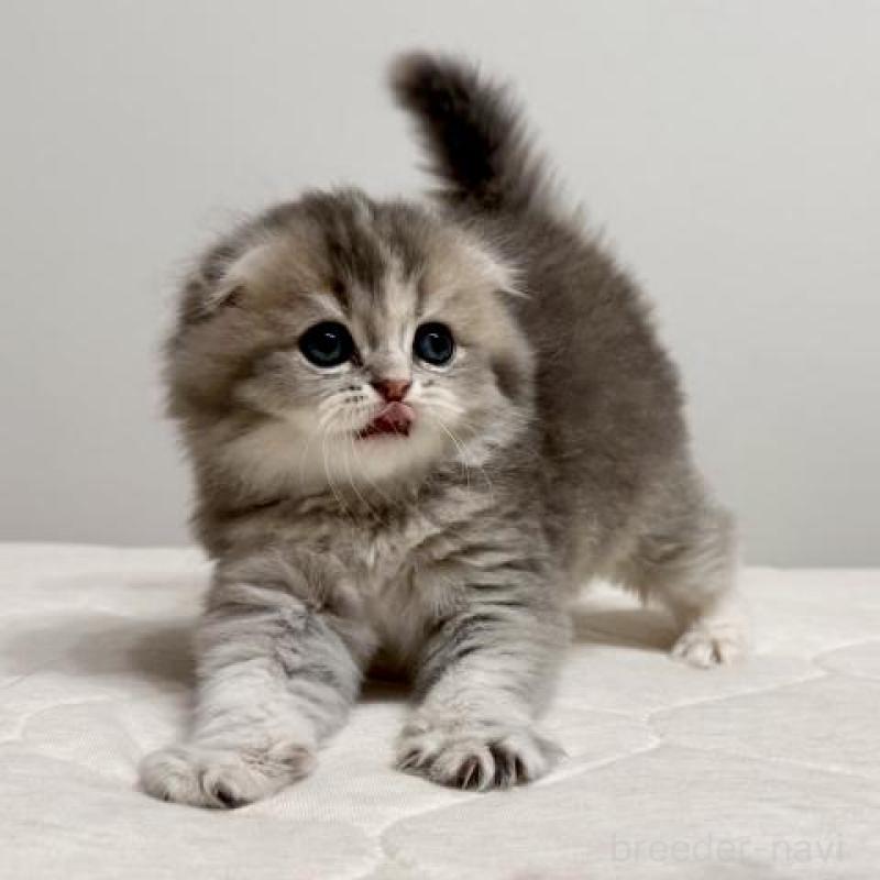 販売中の福岡県のスコティッシュフォールド(折れ耳)-132723の4枚目