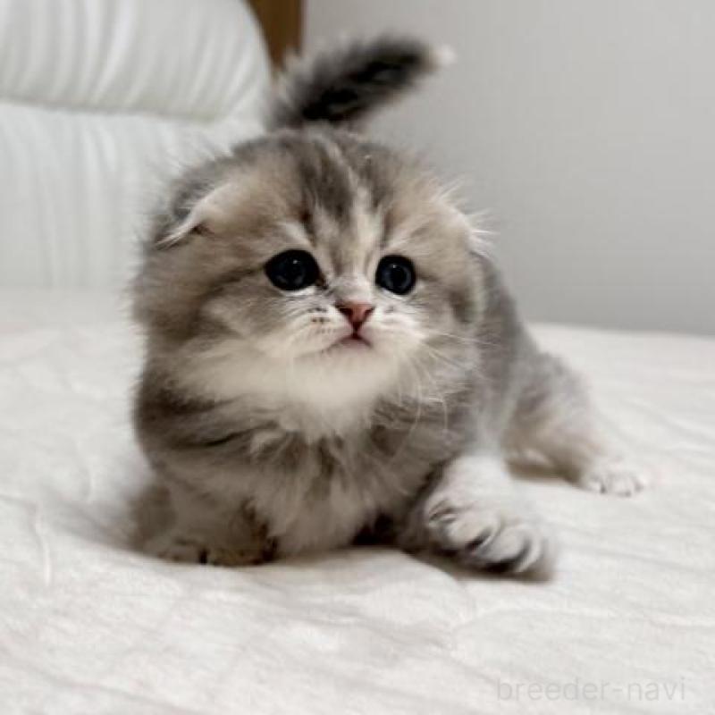販売中の福岡県のスコティッシュフォールド(折れ耳)-132723の3枚目