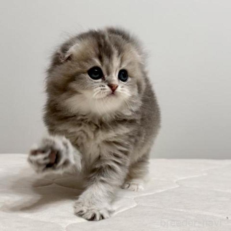 販売中の福岡県のスコティッシュフォールド(折れ耳)-132723の2枚目