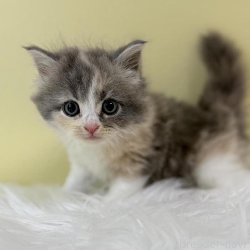 販売中の埼玉県のサイベリアン-132180の1枚目